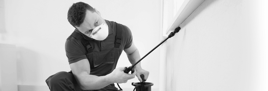 kill bed bugs in bangalore