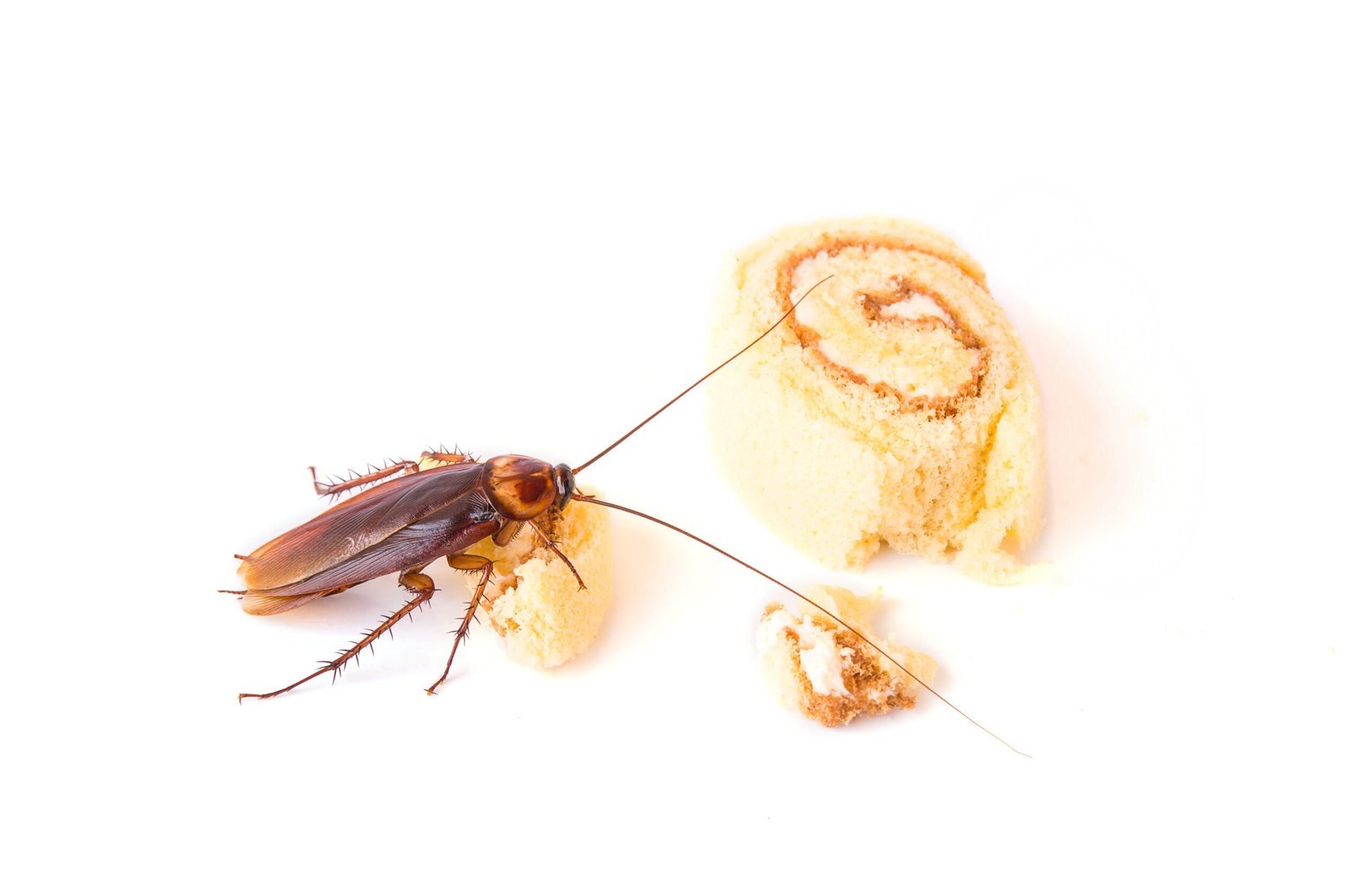cockroach control bangalore