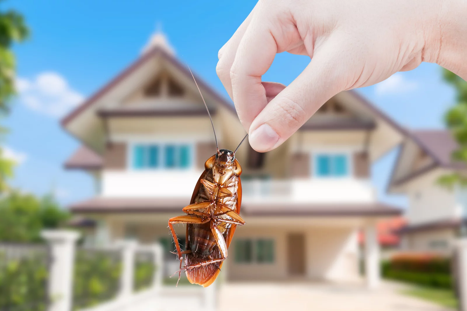 Pest Control In bangalore