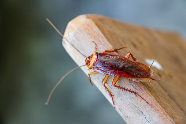 how to get rid of flying cockroaches