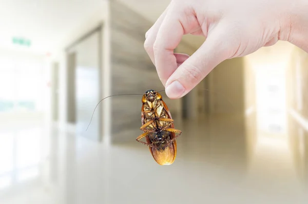 Get rid of Cockroaches in Kitchen Permanently