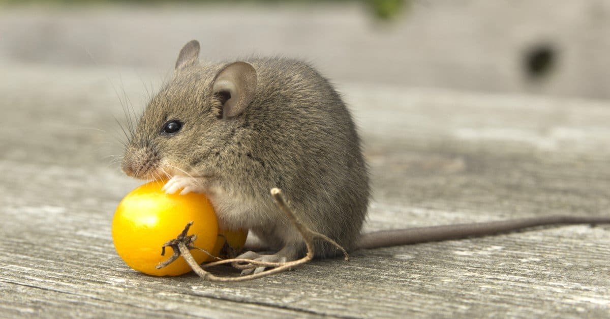 get ird of mice rats