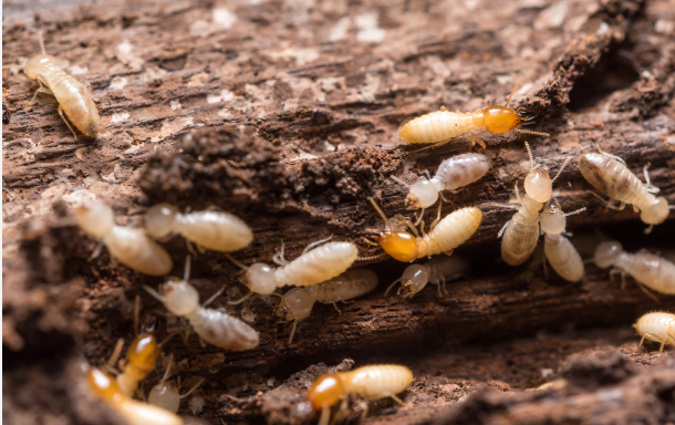 termite control near me