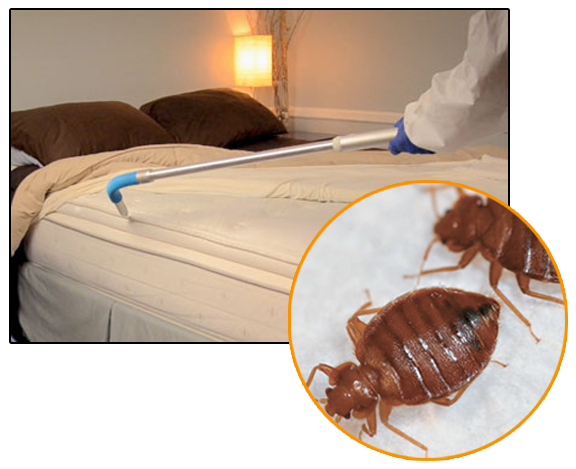 bed bugs control in bangalore