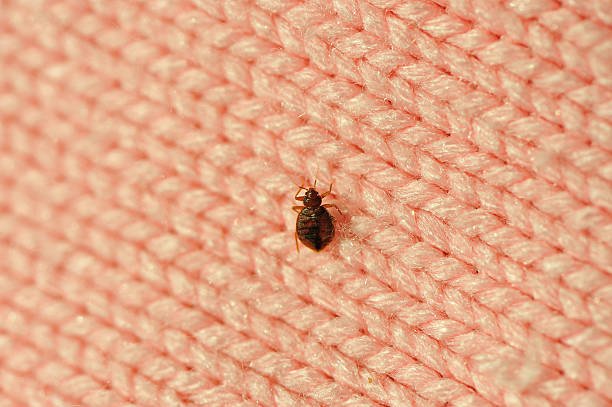 bed bugs control in bangalore