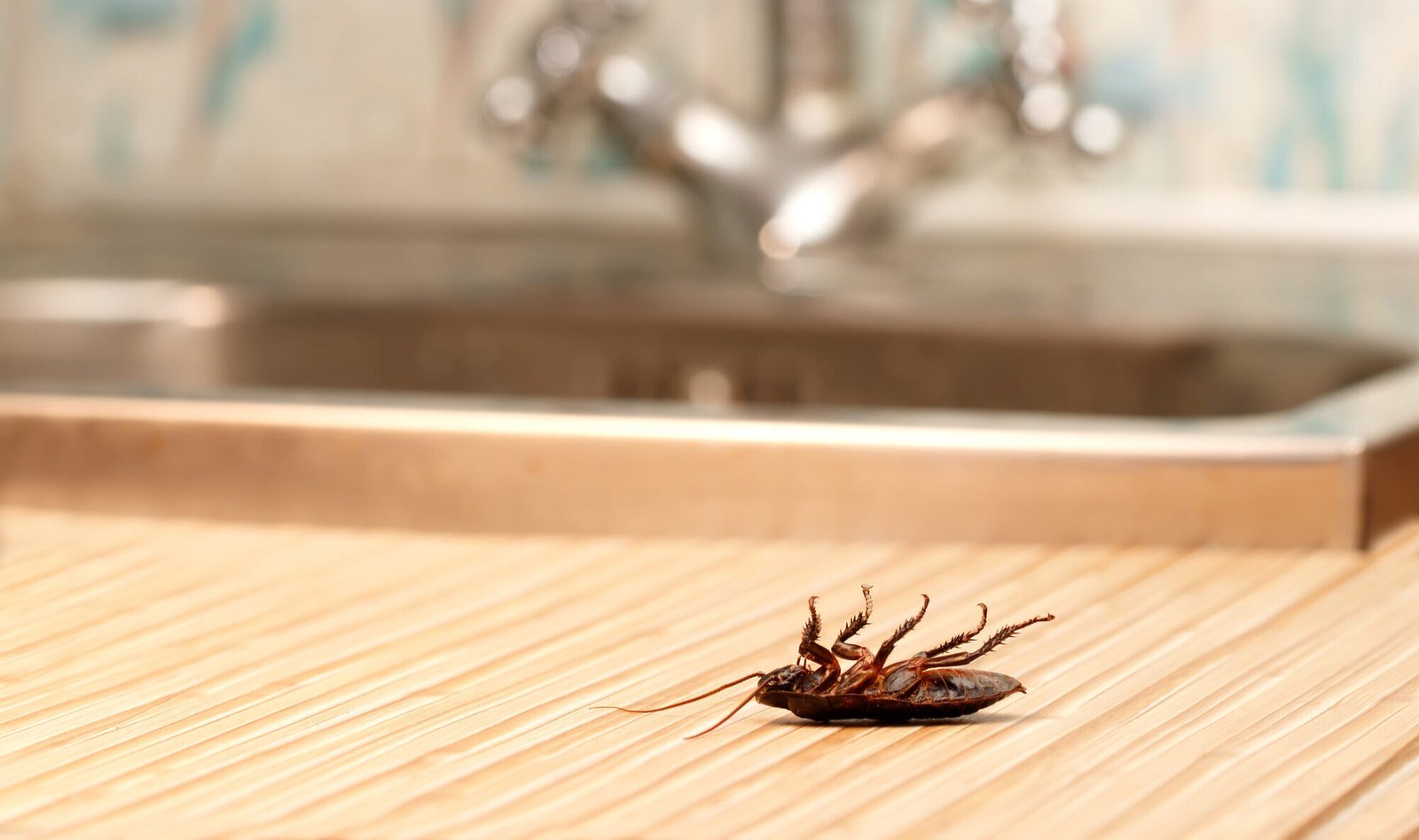 get rid of cockroaches in kitchen in bangalore