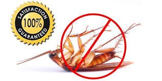 cockroach control in bangalore