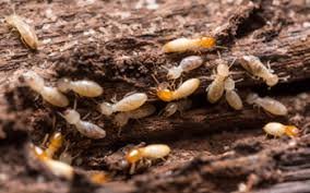 termite control in bangalore