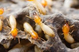 methods of termite control services near me