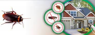 pest control in bangalore
