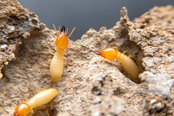 how to get rid of termites