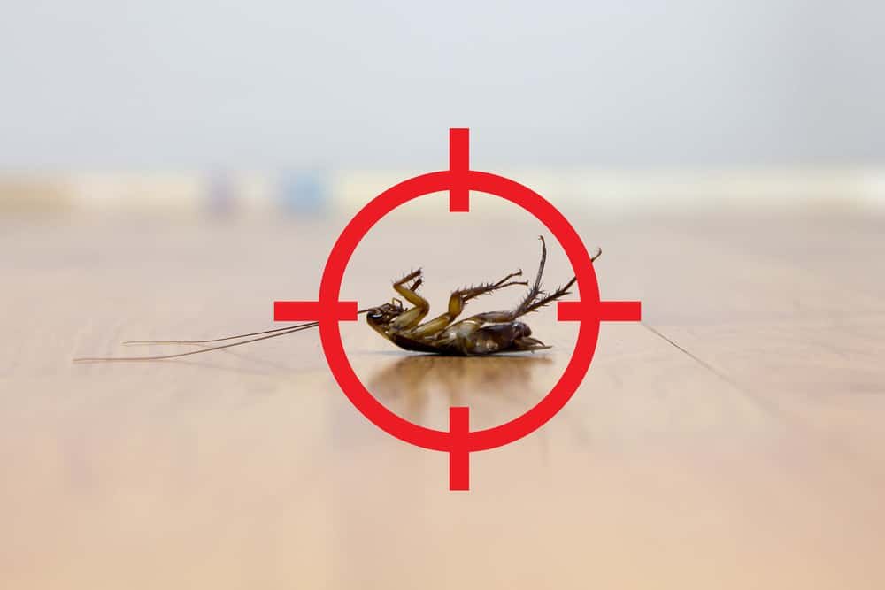 get rid of cockroaches in bangalore