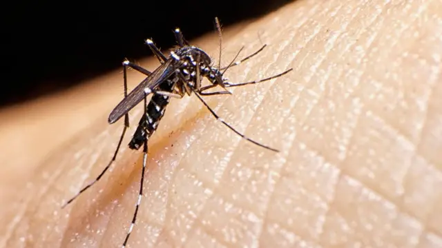 mosquito control in bangalore