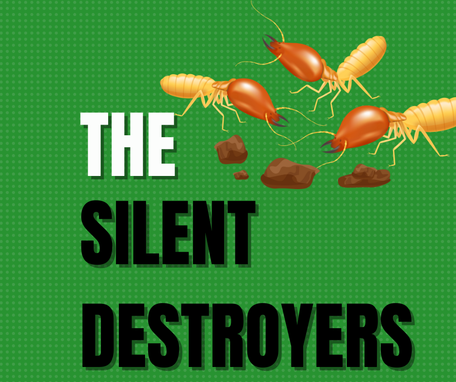 termite control in bangalore