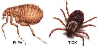 Flea and Tick Elimination in bangalore