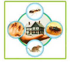 pest control koramangala bangalore