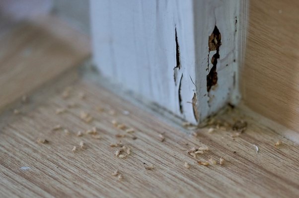 termite control in bangalore