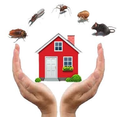 Pest Control Services Bangalore