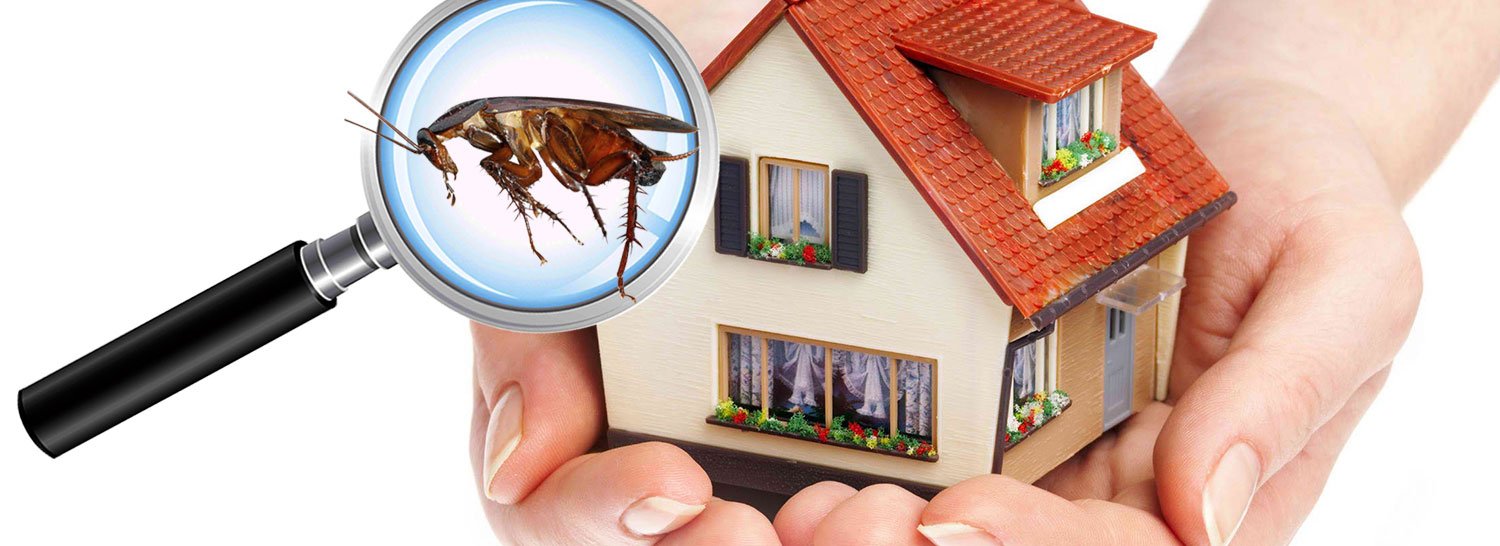 pest control in Whitefield