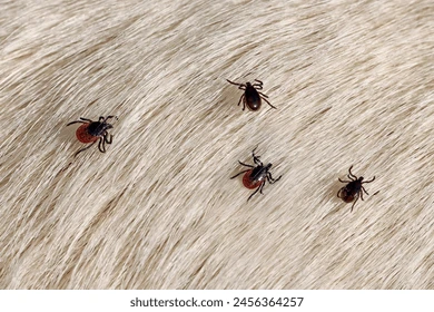 get rid of ticks and fleas in Bangalore