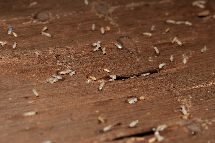 best pest control for termites