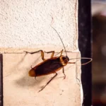 How to Get Rid of Cockroaches permanently in Bangalore