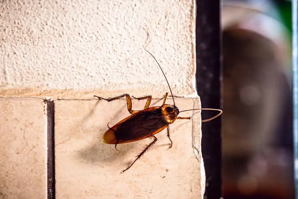 cockroach control in bangalore