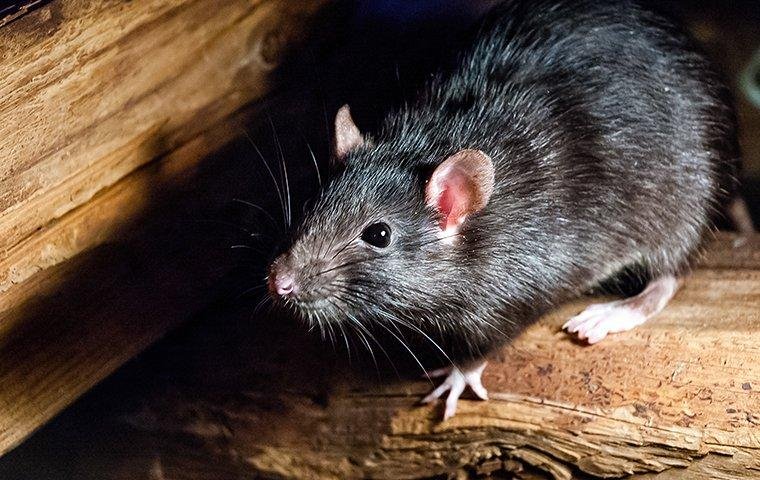 rodent control in bangalore