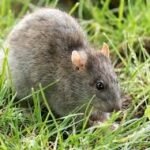 Rodent Control Services in Bangalore