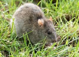 rodent control in bangalore