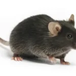 How to Get Rid of Rats in Bangalore – Complete Rat Control in Bangalore -Guide for Homes & Cars