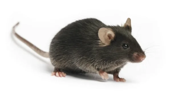 rat control in bangalore
