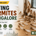 Flying Termites Bangalore: What Should You Do During the Rainy Season?