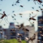 Flying Mosquito Swarms in Bangalore: Why Are Thousands of Mosquitoes Suddenly Appearing?
