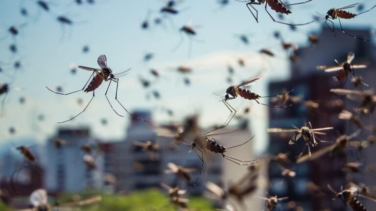 Flying Mosquito Swarms in Bangalore: Why Are Thousands of Mosquitoes Suddenly Appearing?