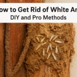 How to Get Rid of White Ants: DIY and Pro Methods