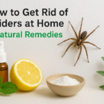 How to Get Rid of Spiders at Home: 7 Natural Remedies