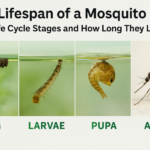 Lifespan of a Mosquito: Life Cycle Stages and How Long They Live